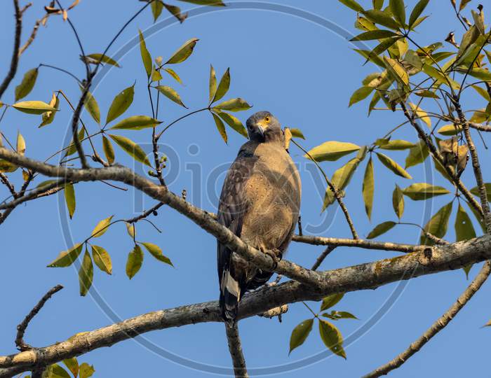 Crested Serpent Eagle perched on tree