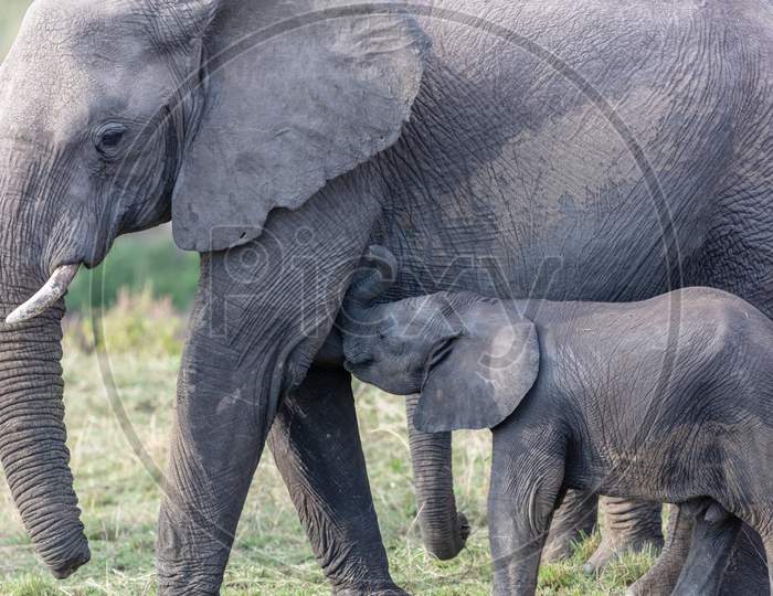African Bush Elephant Cow Standing Close To Her Newborn Calf In The Open Grasslands Of The Maasai Mara