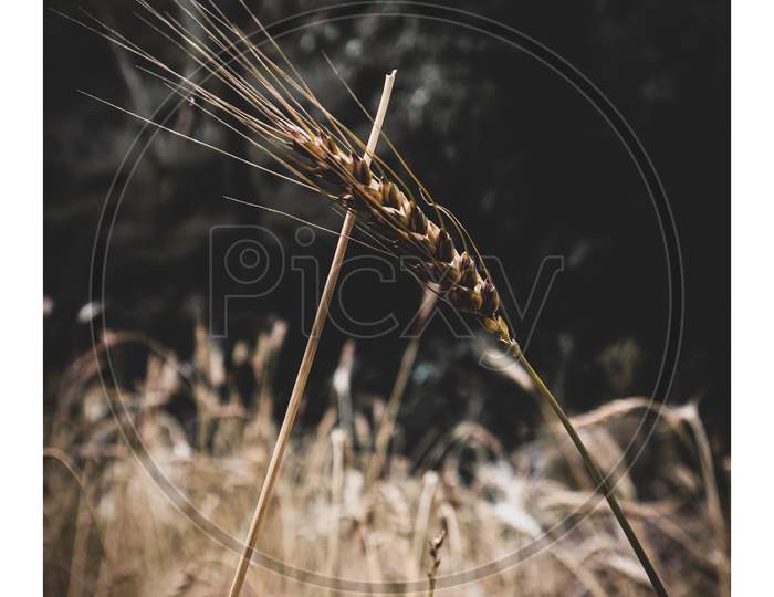 Wheat plant 🌾