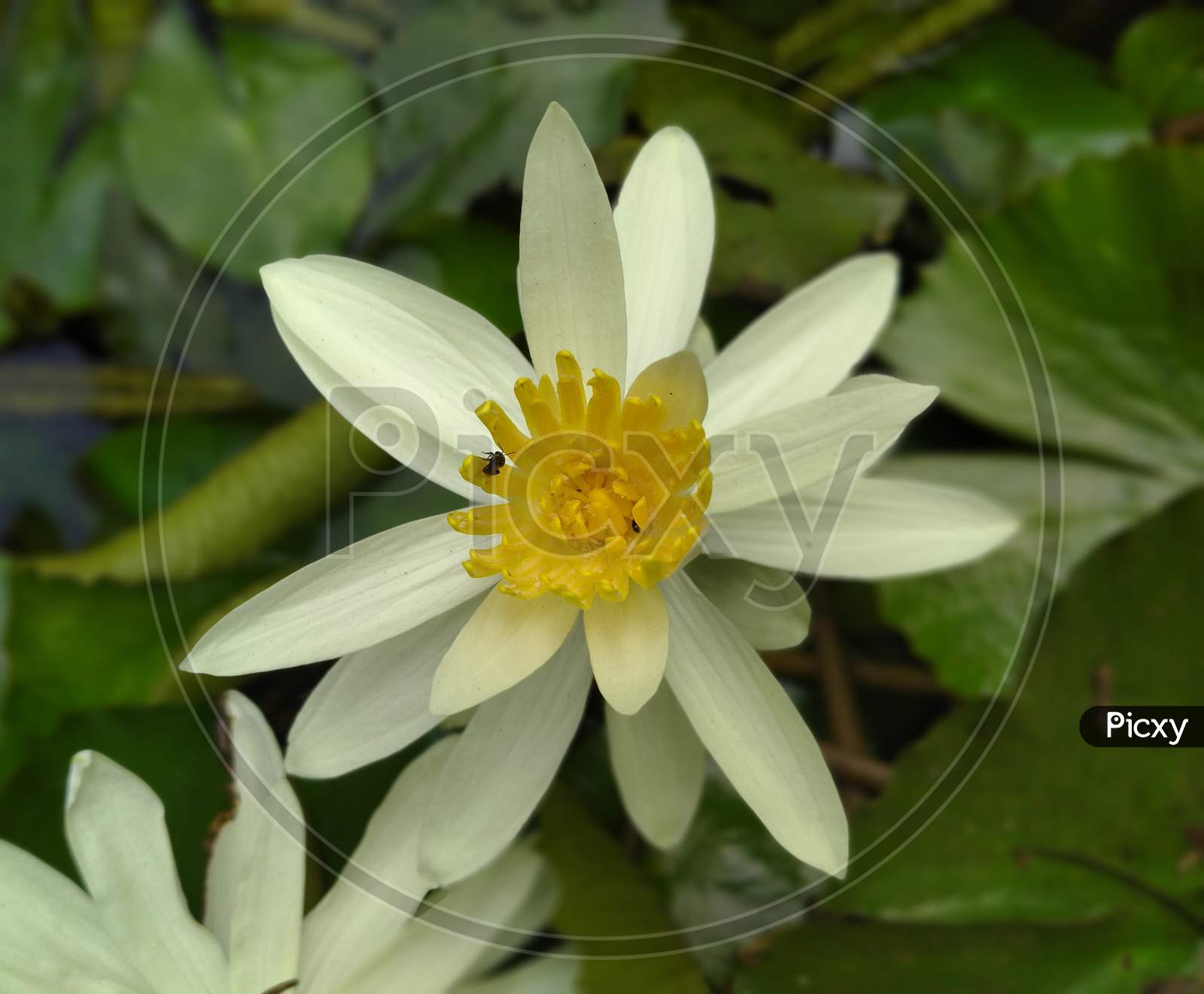 Tropical white water-lily
