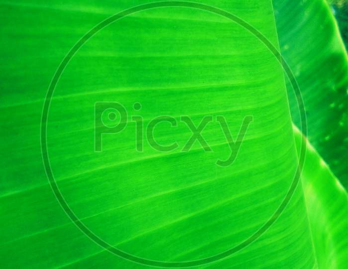 Macro photography of green banana leaves