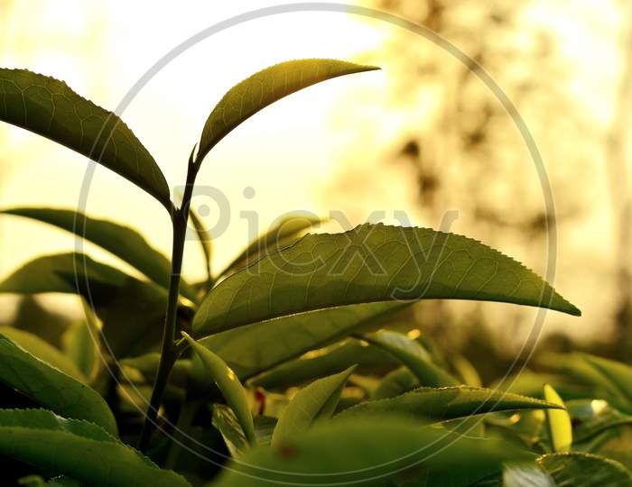 Beautiful  green view of Assam,tea garden