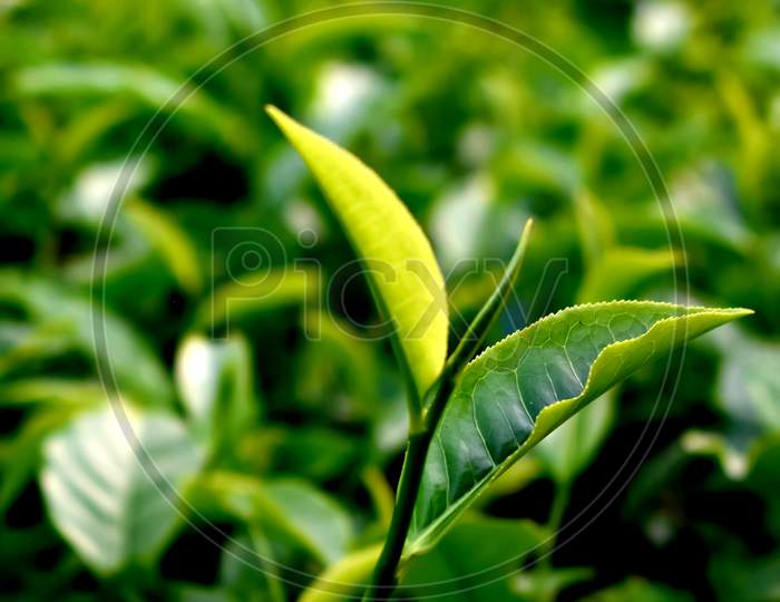 Natural vieaw of tea garden