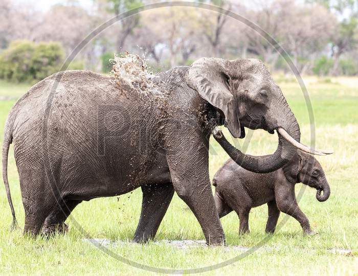 Elephants Of Amboseli National Park, Kenya
