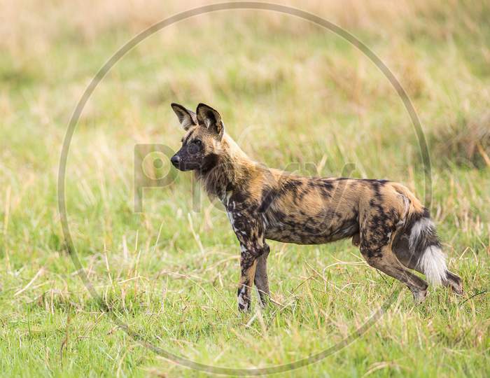 African Wild Dog On A Hunting Mission.