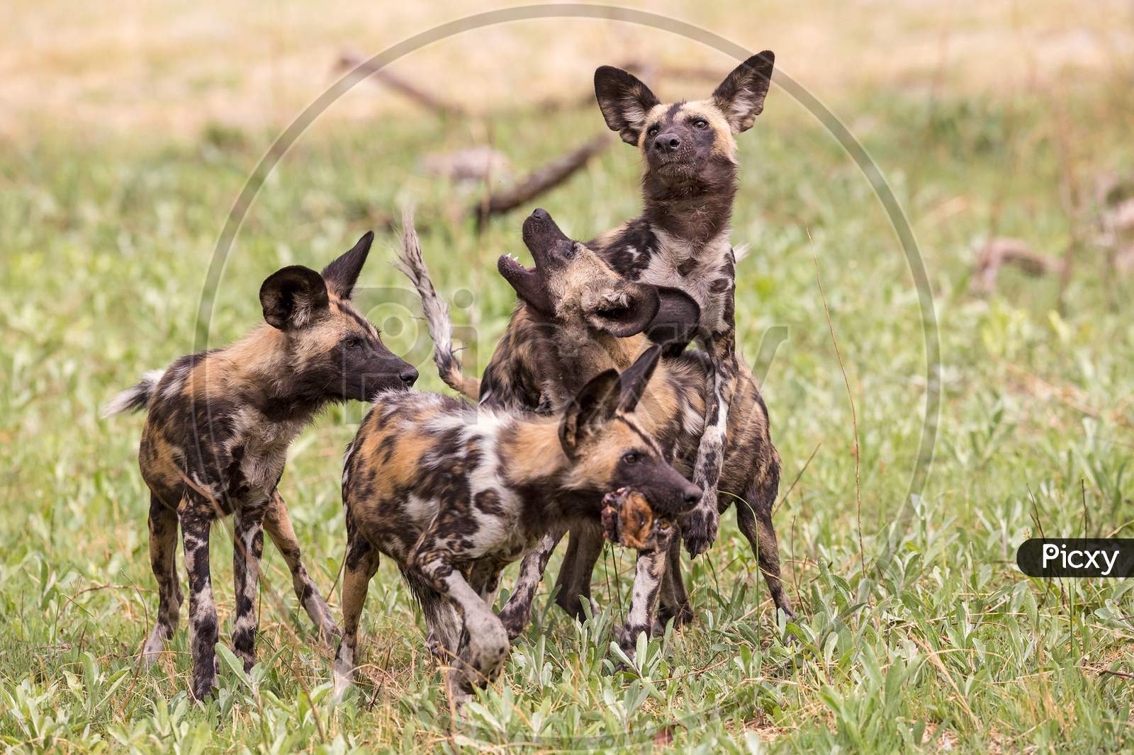 African Wild Dog On A Hunting Mission.