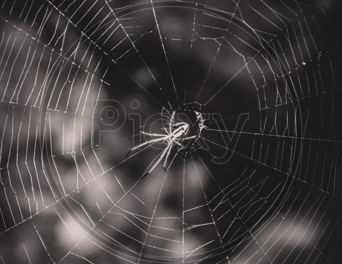 Spider web 🕸