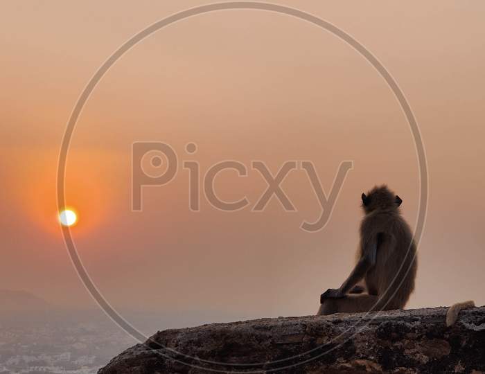 monkey enjoying sunset