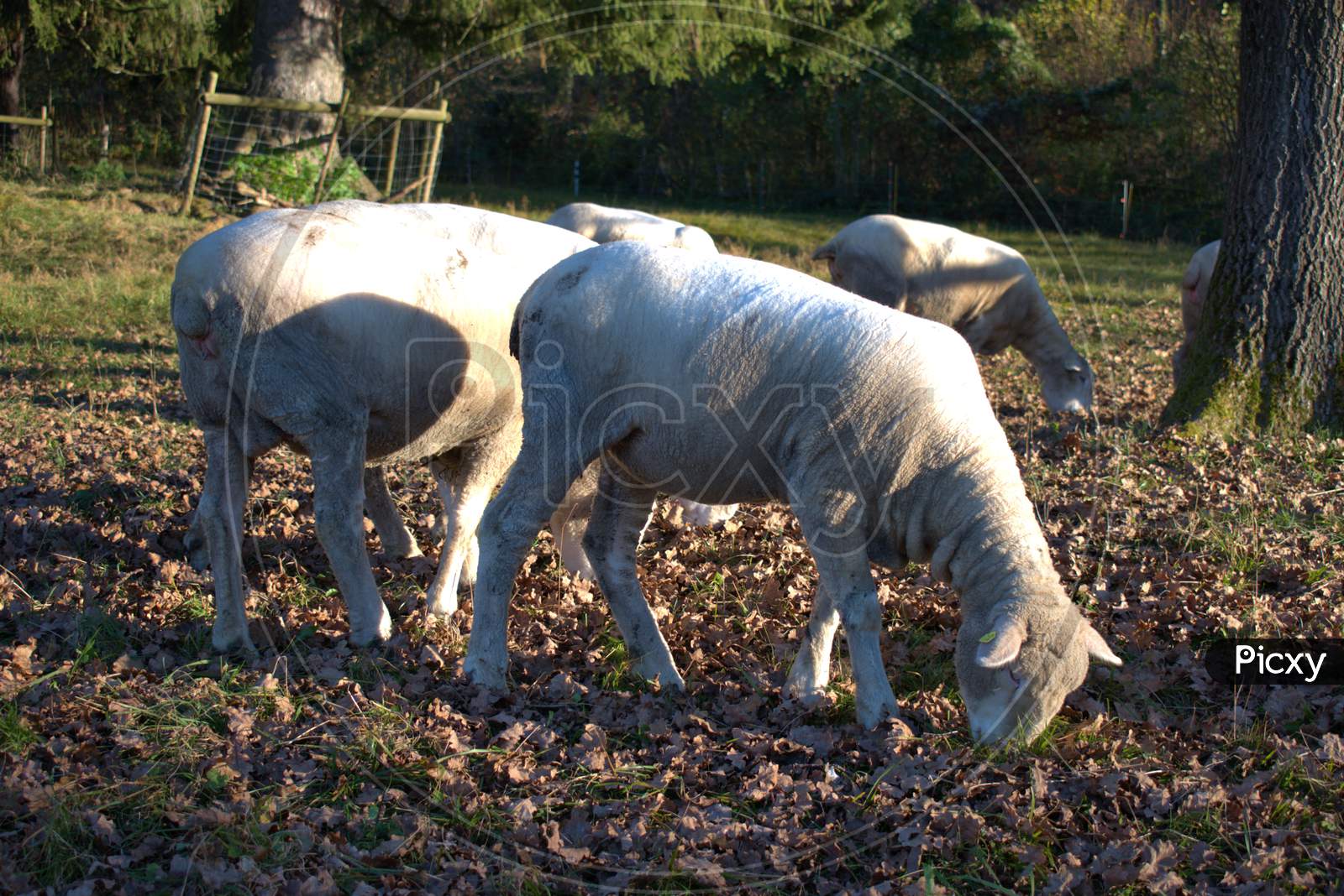 Group of sheep in Schaan in Liechtenstein 14.11.2020