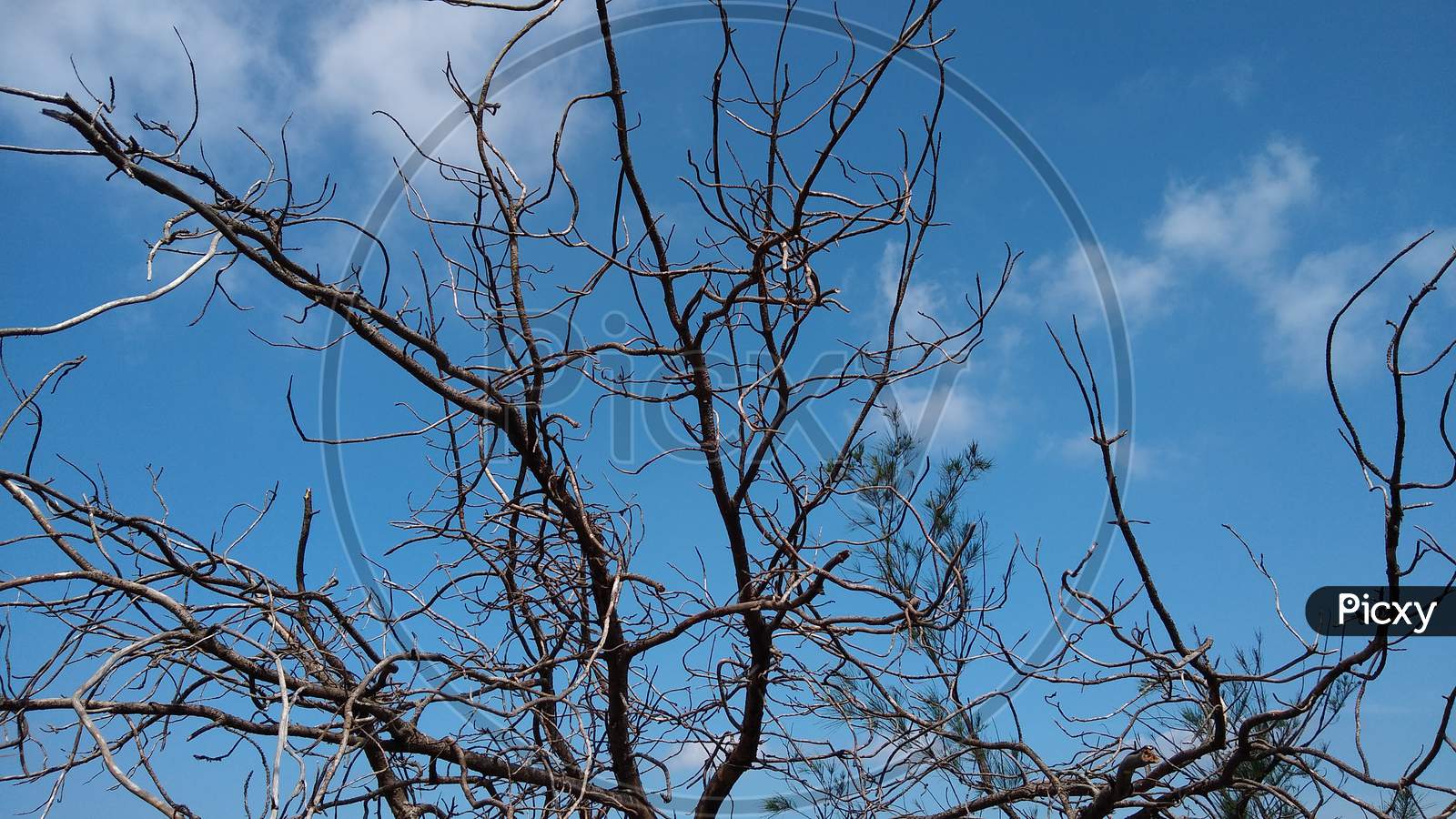 Dried tree branches and blue sky