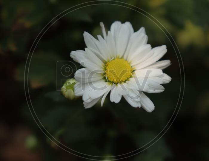 Shevanti flower. White Chrysanthemums.
