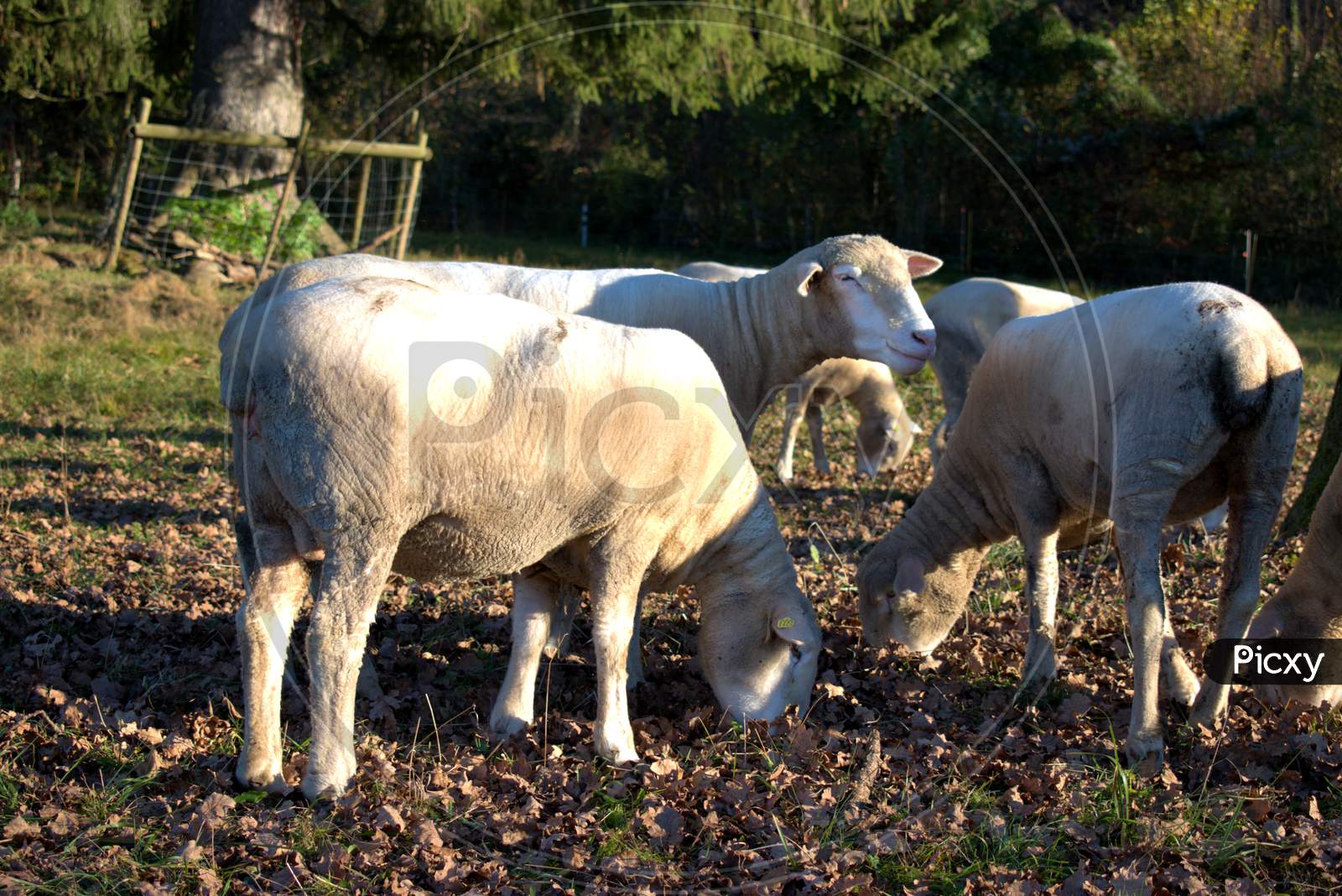 Group of sheep in Schaan in Liechtenstein 14.11.2020