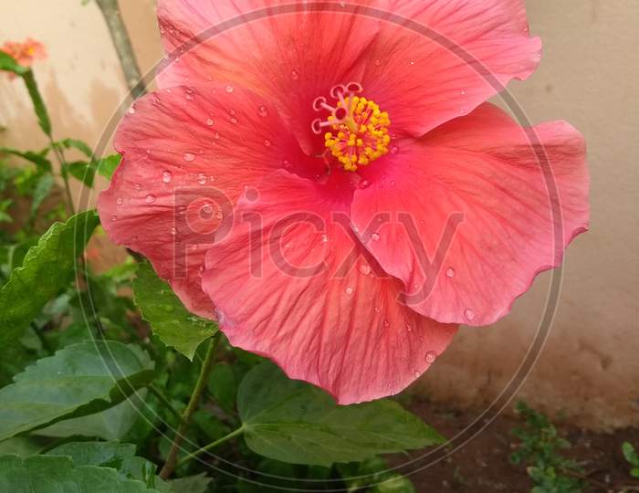 Hibiscus Flower in my Garden