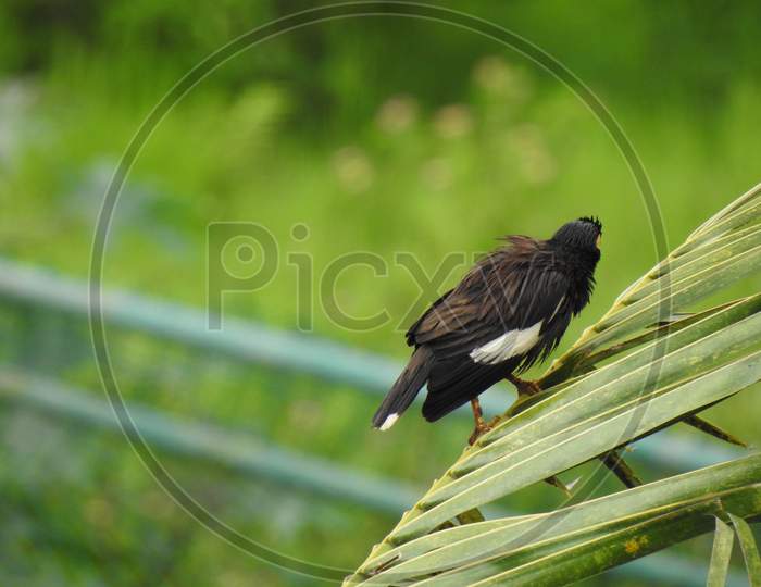 Beautiful common myna or Indian myna, Acridotheres tristis bird in a nature background
