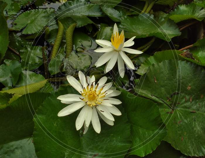 Tropical white water-lily flower