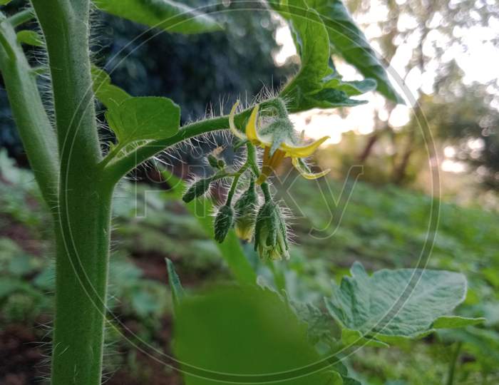 Tomato plant with flower