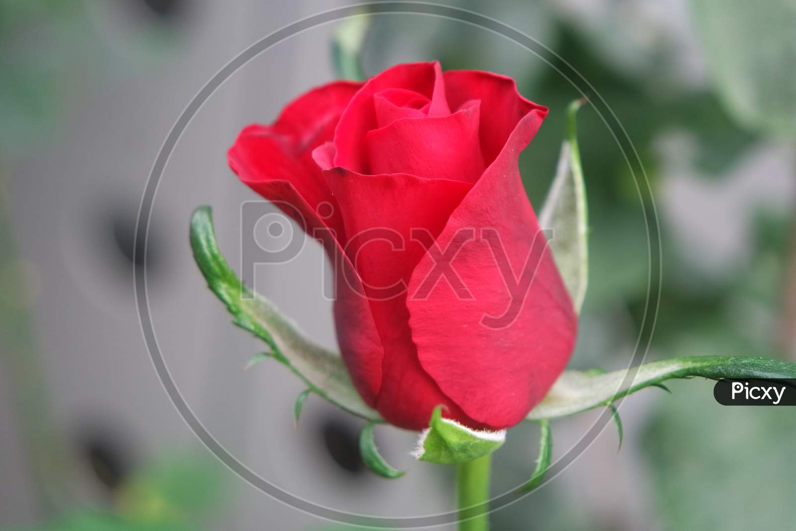Red Flower With Green Leaves In Background