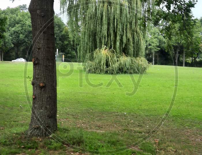 Tree grass