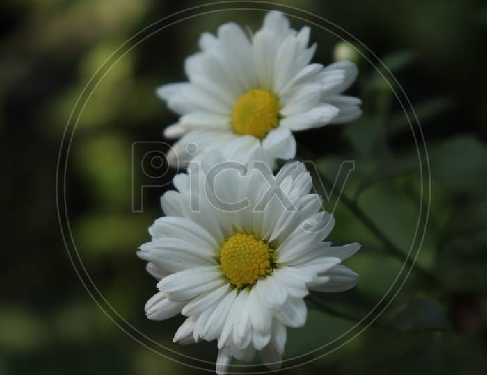 White Shevanti flower White Chrysanthemums