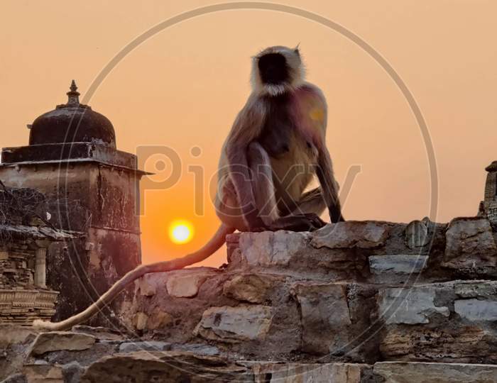 monkey enjoying sunset