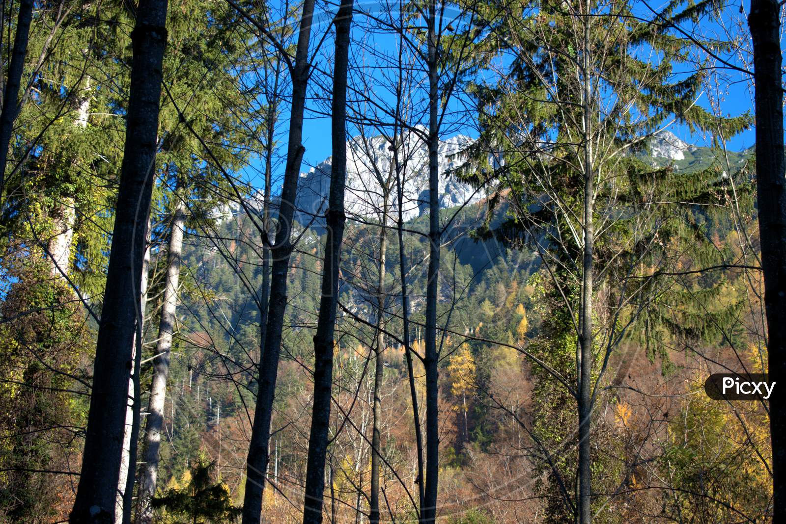 Colorful forest in Schaan in Liechtenstein 14.11.2020