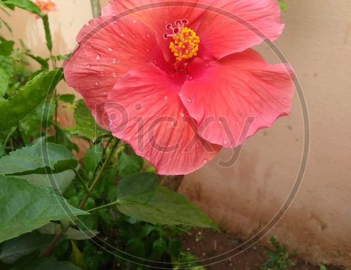 Hibiscus Flower of South India