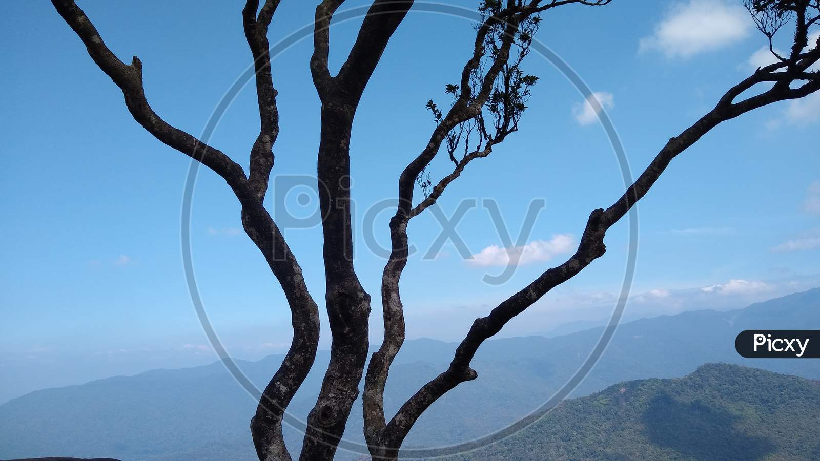 Tree branches and blue sky landscape view