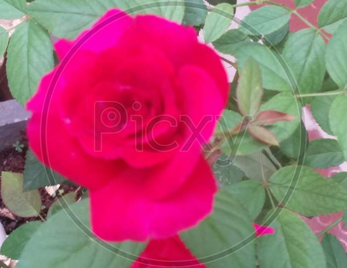 Rose flower in my Garden