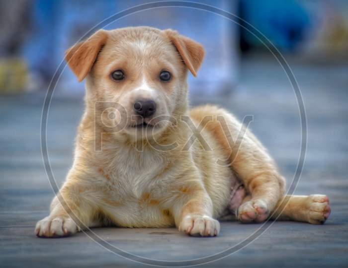 Puppy Labrador