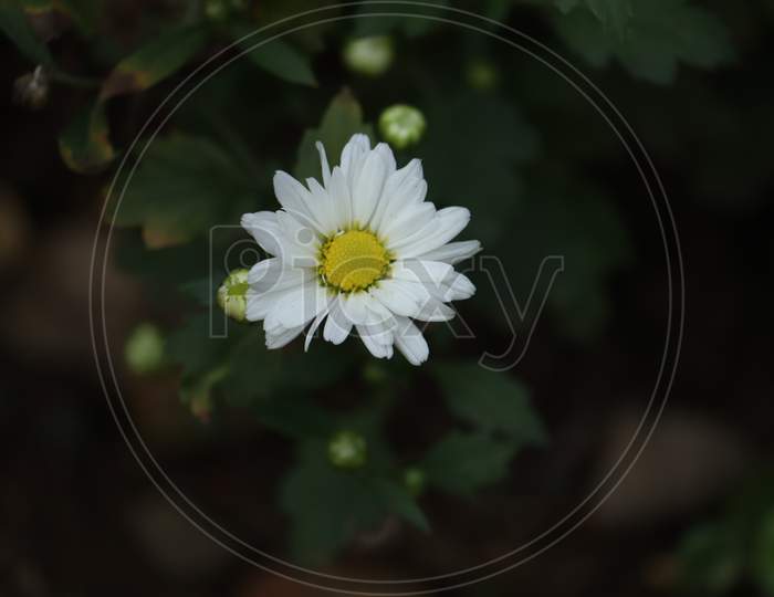 White flower shevanti