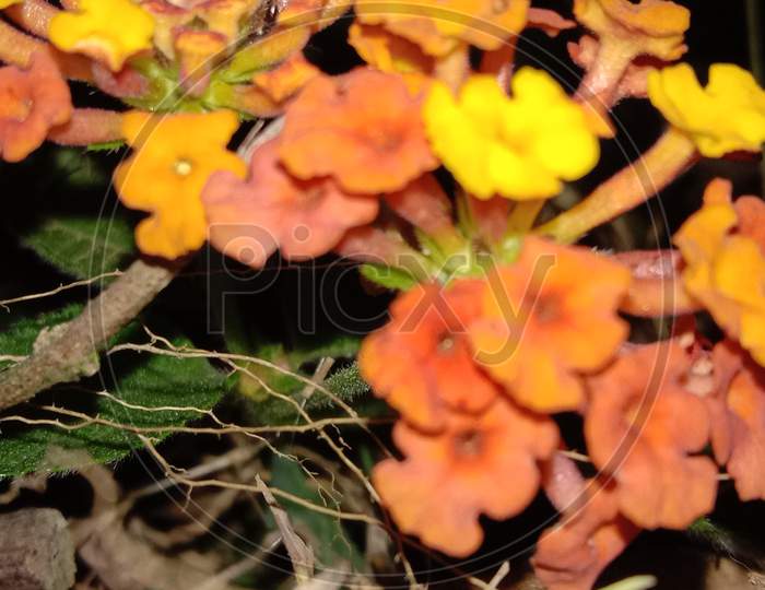 Purus flower yellow