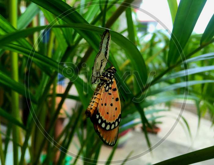 cocoon of butterfly