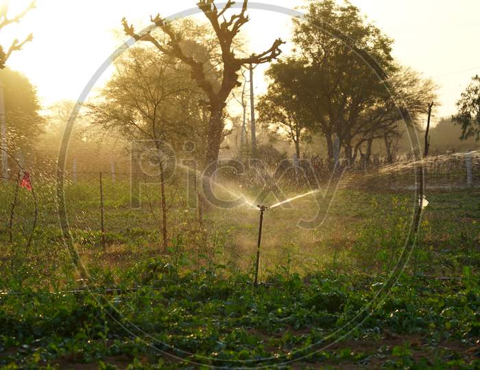 Close Up View Of Water Sprinkler System Working In Agricultural Farm With Little Water Drops. Water System In Agricultural Farms.Glowing View Of Automatic Water Sprinkler System.