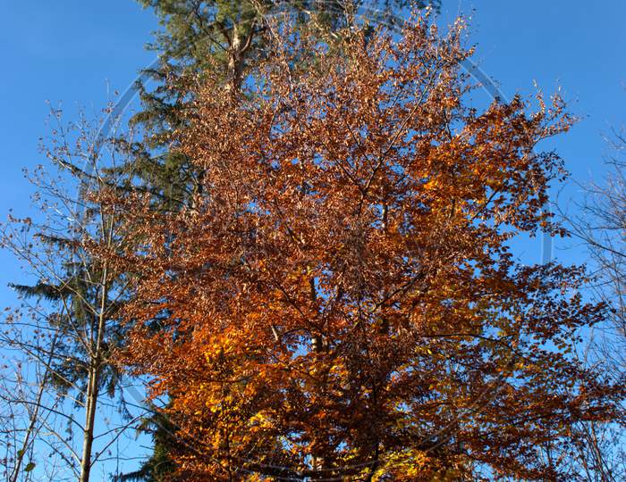 Colorful forest in Schaan in Liechtenstein 14.11.2020