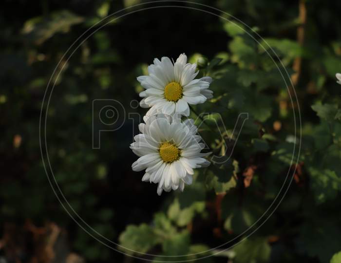 White Shevanti flower. White Chrysanthemums.