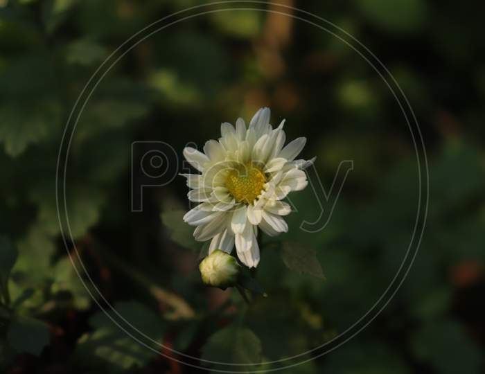 White Shevanti flower. Chrysanthemums.