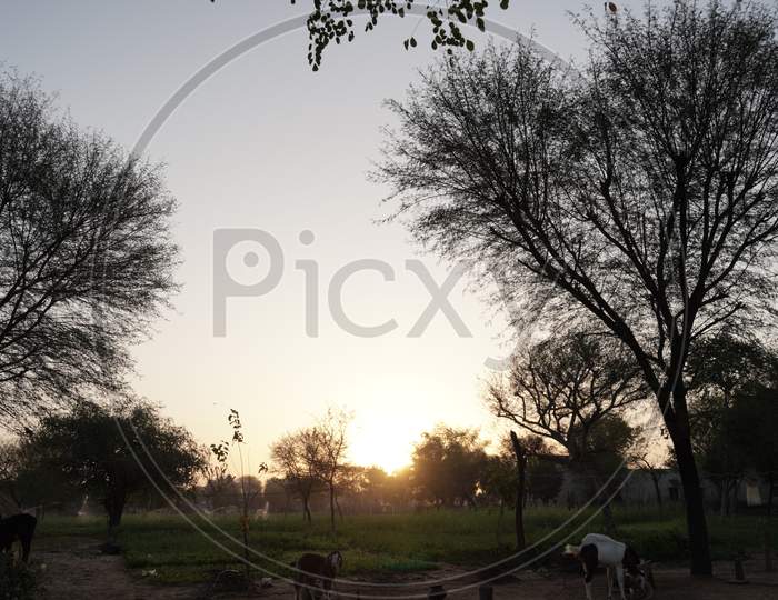 Beautiful Nature Sunrise View Through Long Trees In Countryside. Landscape View Warmly Illuminated By The Golden Sunlight And Leading To The Sun.