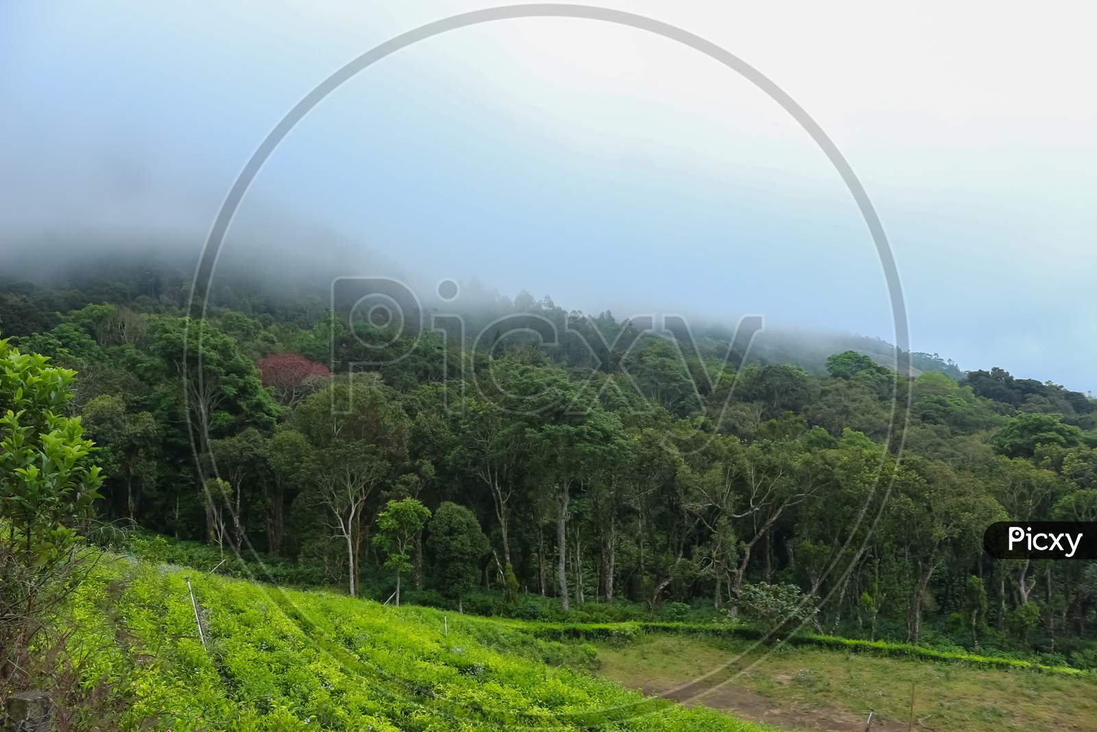 Munnar Garden And Tea Plantation . Tea Plantations In Munnar, Kerala, India. Stock Images