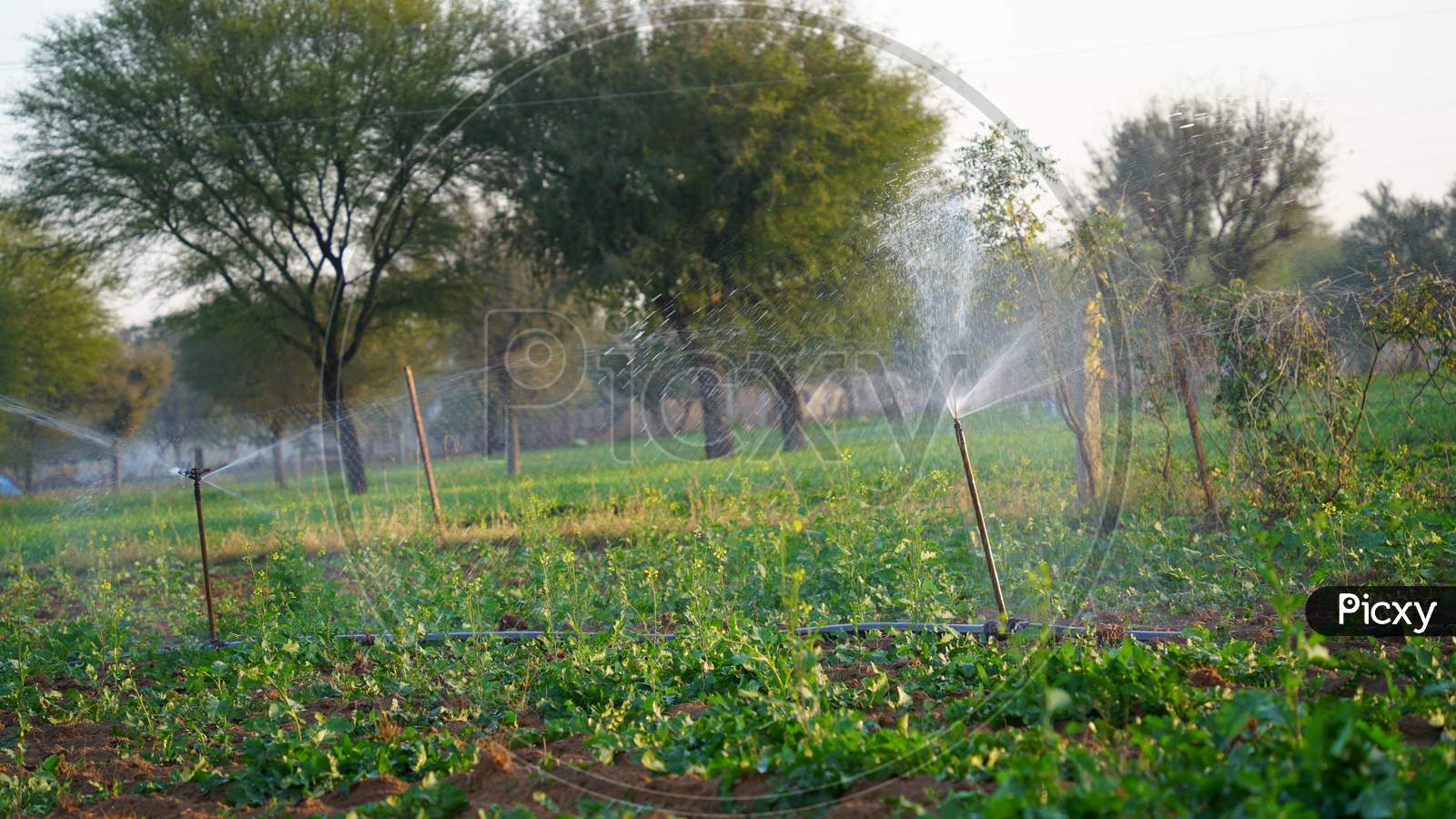 Winter Season, Foggy Morning Beautiful Garden Sprinkler Super Slow Motion Shot. Beautiful Splashes Of Water Scattering By Automatic Water Sprinkler With Little Glowing Water Drops.