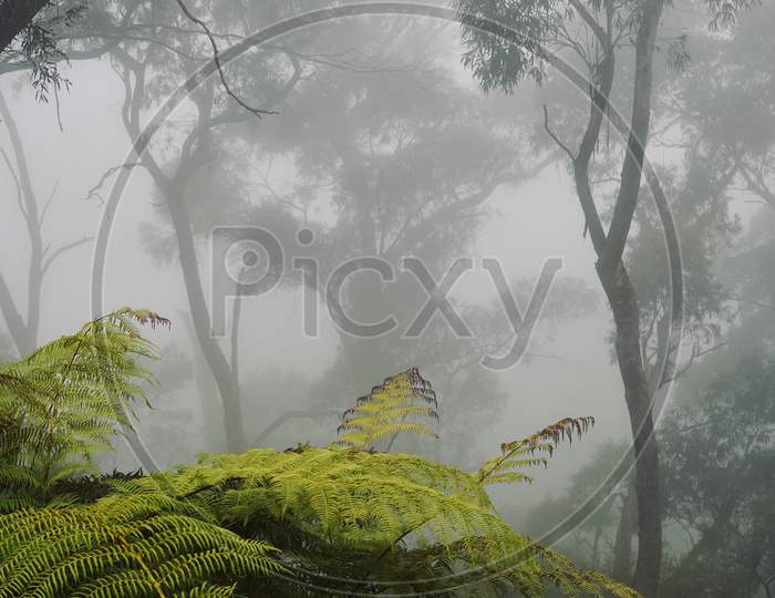 Jungle covered with fog
