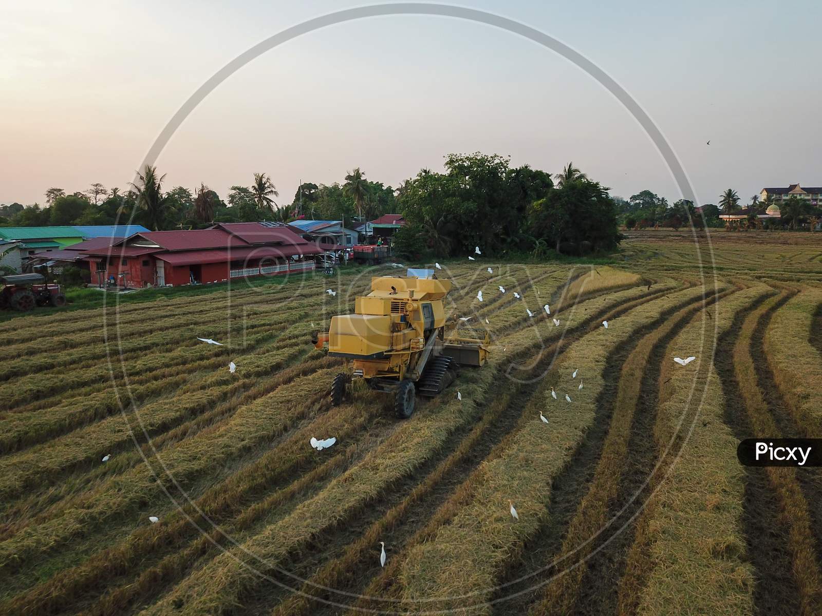 Aerial View Cranes Beside Harvester In Paddy Field