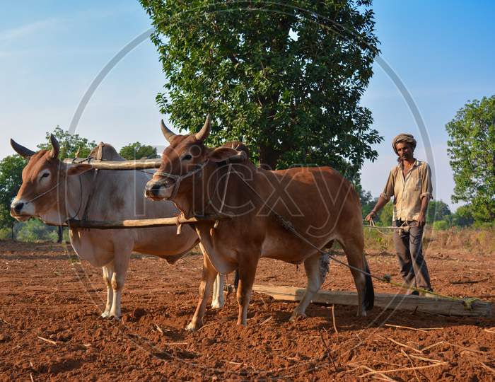 TIKAMGARH, MADHYA PRADESH, INDIA - NOVEMBER 23, 2020: Unidentified Indian farmer working with bull at his farm.