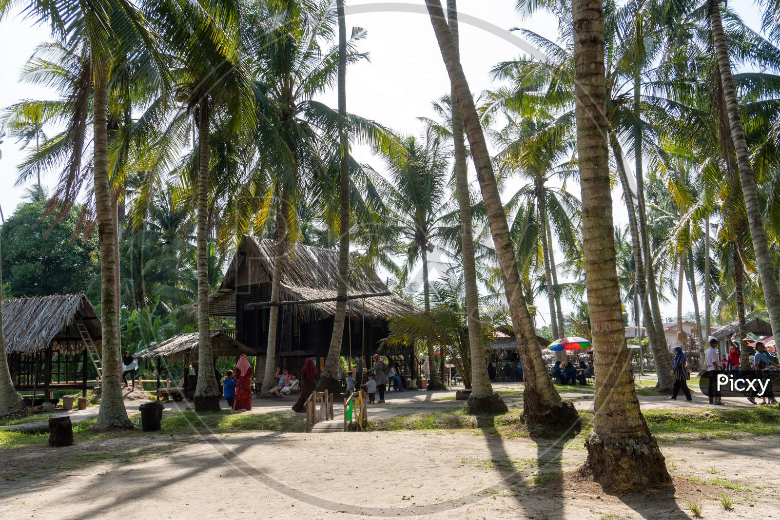 Eco Tourism At Coconut Farm