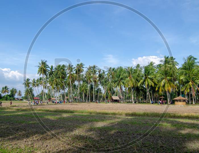 Coconut Plantation Under Blue Hot Sunny Day