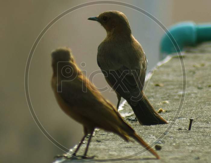 Rudrapur, Uttrakhand, India-09.28.2020:A pair of little brown birds sitting on a terrace wall.