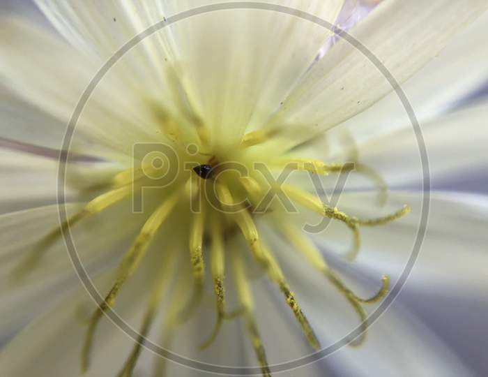 Dandelion Flower closeup macro