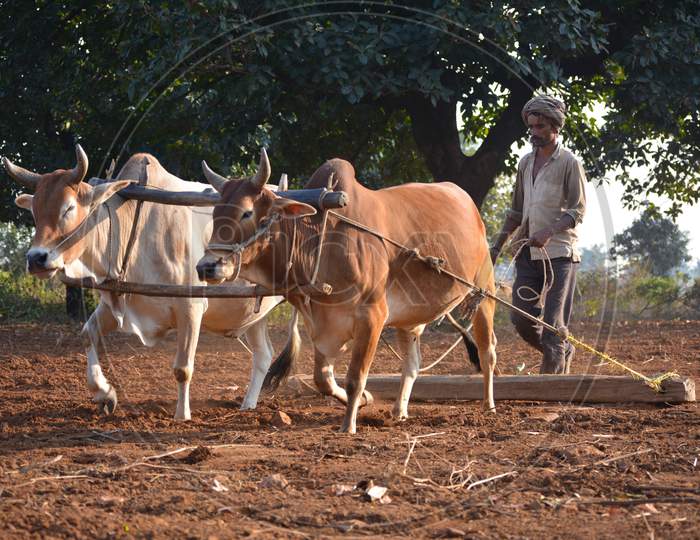 TIKAMGARH, MADHYA PRADESH, INDIA - NOVEMBER 23, 2020: Unidentified Indian farmer working with bull at his farm.