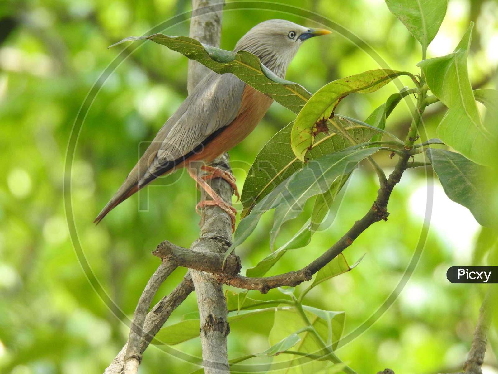 Chestnut tailed starling