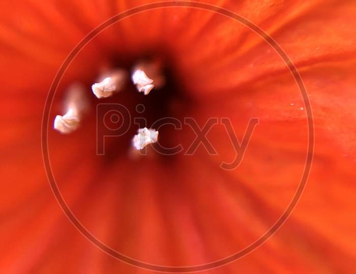 Orange Lily Flower macro shot