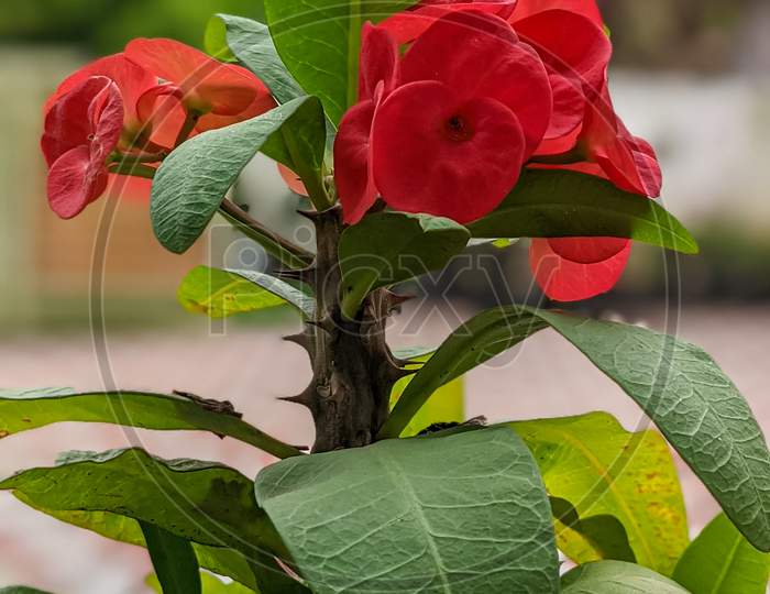 Red Anthurium plant